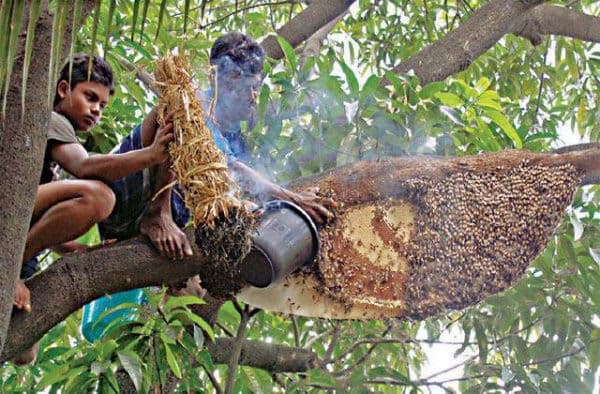 Sundarban honey